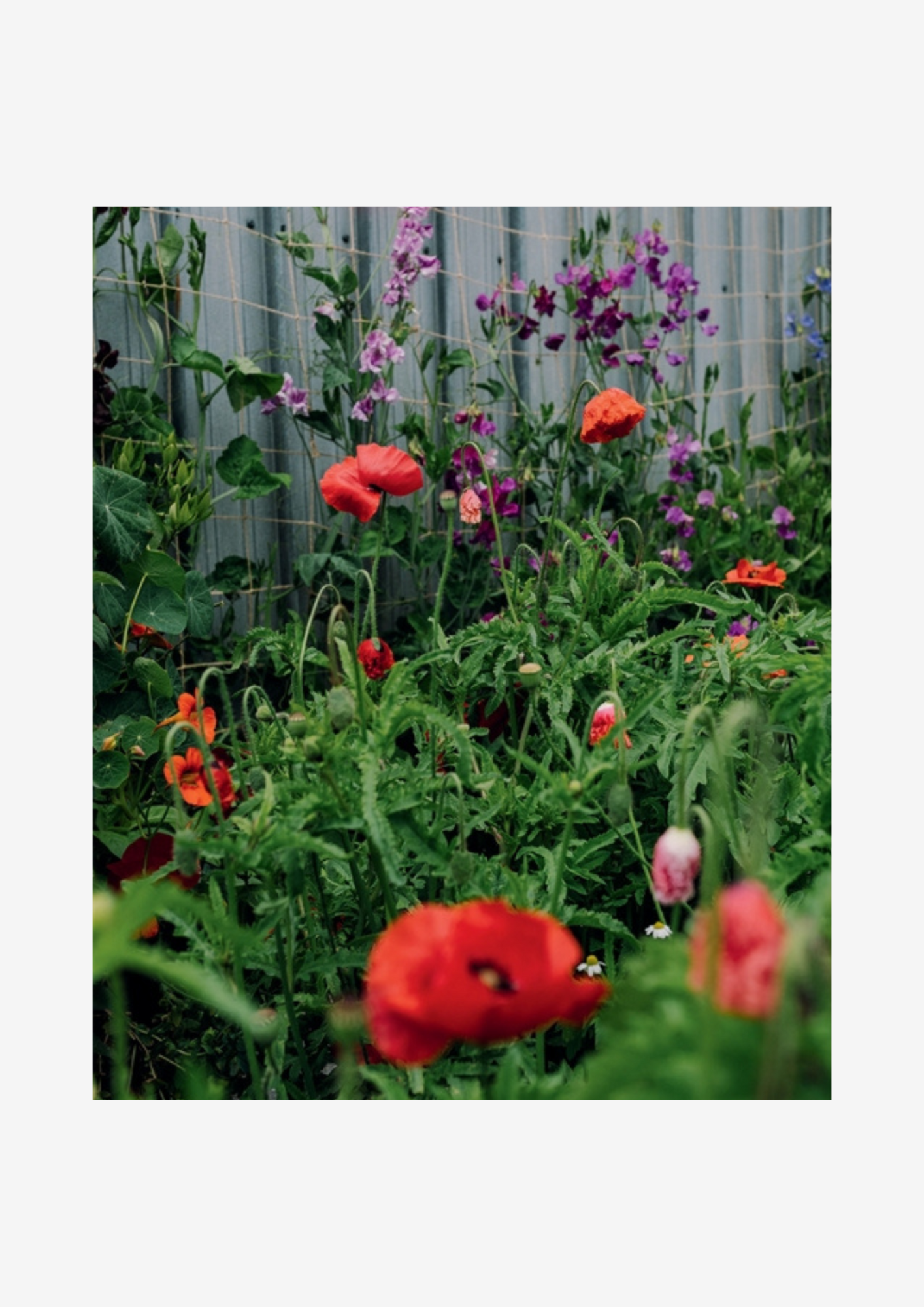 Super Bloom Hand Book
