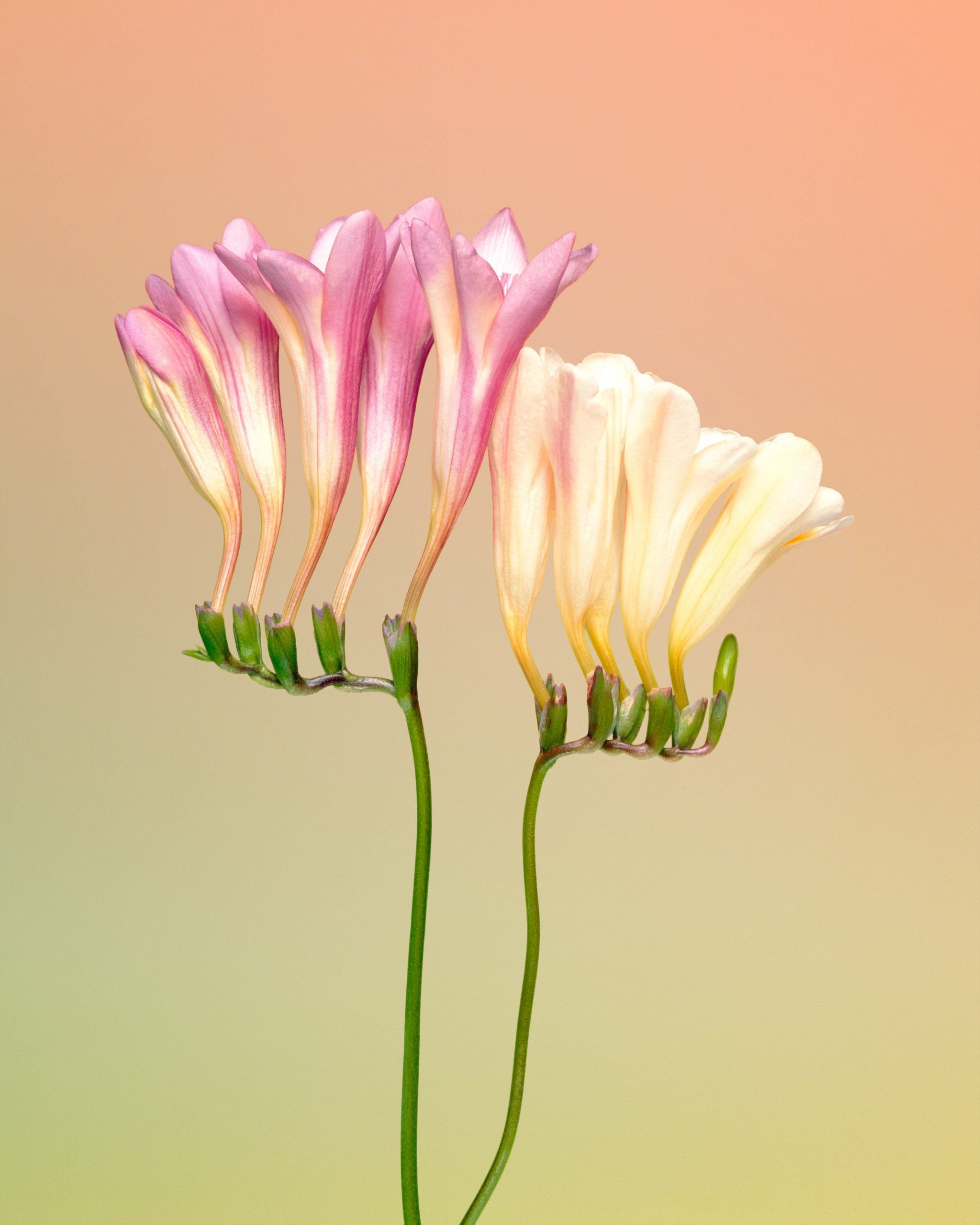 Flora Photographica